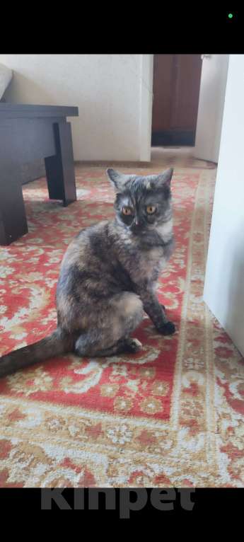 Кошки в Красноярске: Шотландская кошечка прямоухая короткошёрстная  Девочка, Бесплатно - фото 4