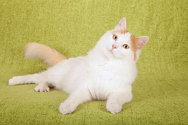 Турецкий ван