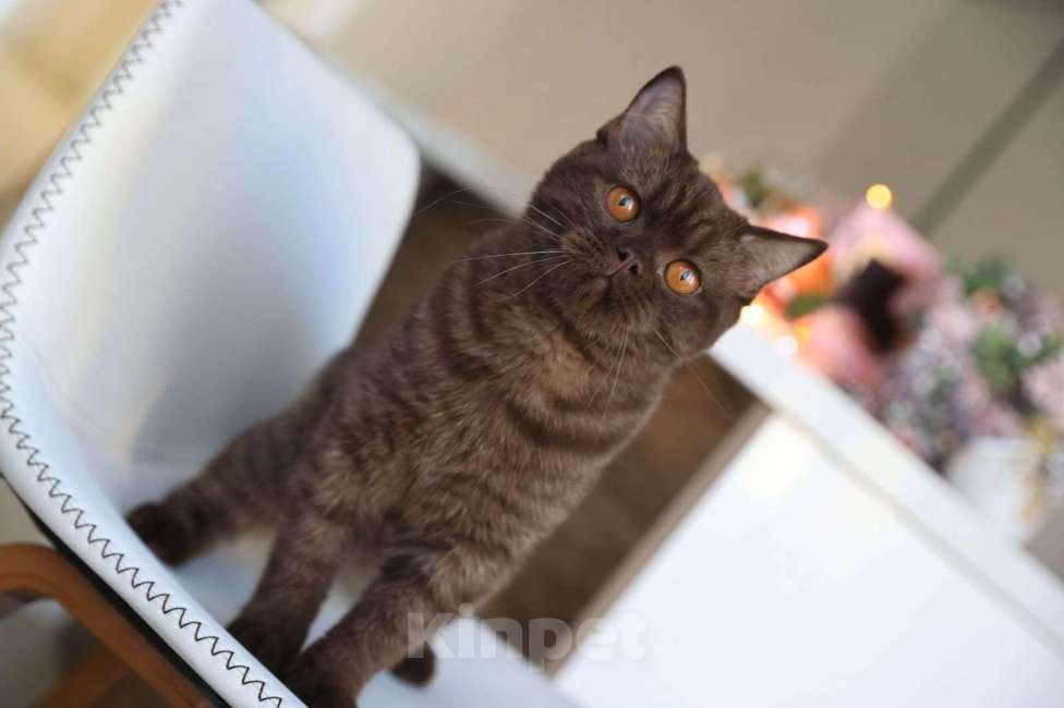 Кошки в Владивостоке: Британский котёнок шоколадного окраса  Девочка, 30 000 руб. - фото 1