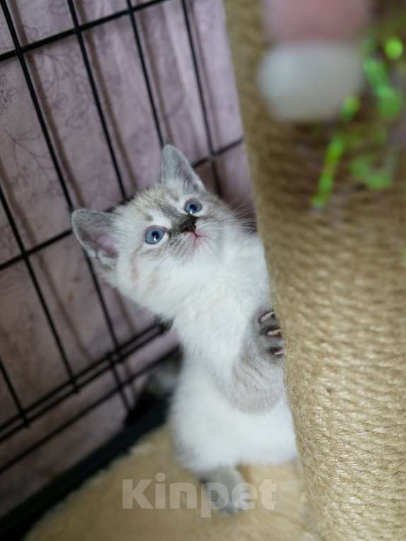 Кошки в Москве: Халва ищет дом Девочка, Бесплатно - фото 3