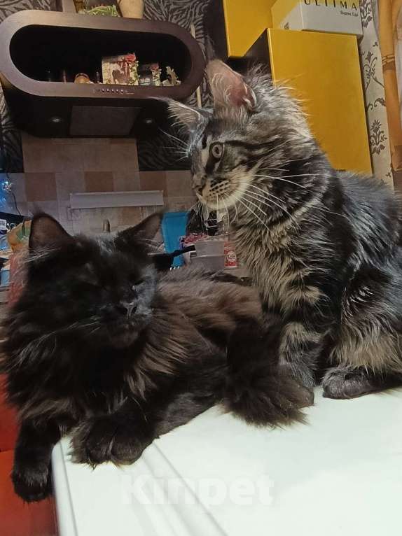 Кошки в Москве: Мальчик Мейн кун Мальчик, 25 000 руб. - фото 4