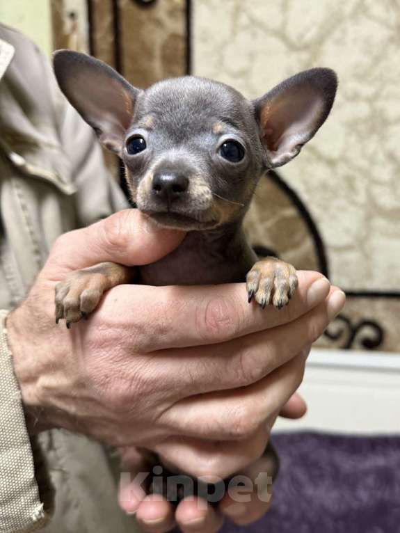 Собаки в Жуковском: Очаровательный мини мальчик тоя Мальчик, 45 000 руб. - фото 4