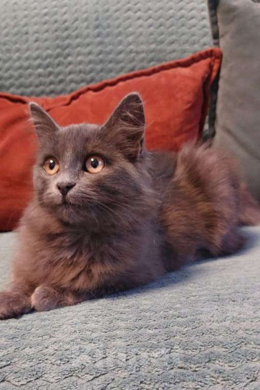 Кошки в Санкт-Петербурге: Красивая пушистая кошечка-подросток Девочка, Бесплатно - фото 8