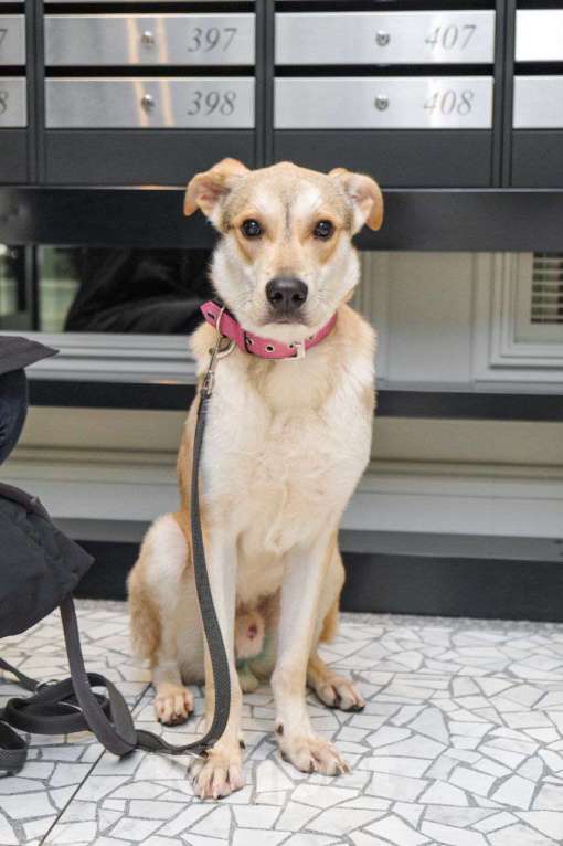 Собаки в Москве: Сдадут в приют, если не найдется дом Мальчик, Бесплатно - фото 5