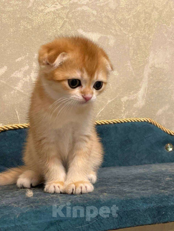 Кошки в Москве: Шотландский мальчик Мальчик, 50 000 руб. - фото 5