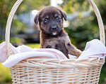Собаки в Солнечногорске: Шоколадный щеночек в дар Мальчик, Бесплатно - фото 6