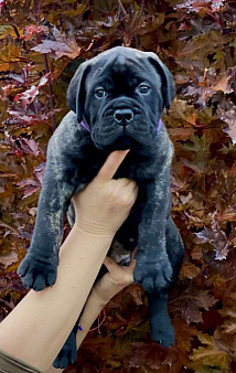 Питомник бульмастифов Glorious Legacy 