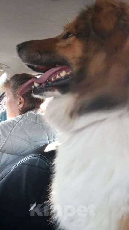 Собаки в Санкт-Петербурге: Отдам собаку бесплатно. Мальчик, Бесплатно - фото 6