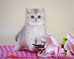 Кошки в Москве: Британские котята. Золотая шиншилла. Выбор окрасов Девочка, Бесплатно - фото 2