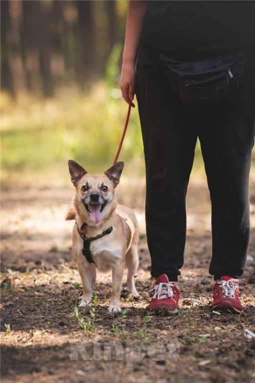 Собаки в Москве: Маленькая собака Сури в добрые руки. Девочка, Бесплатно - фото 9