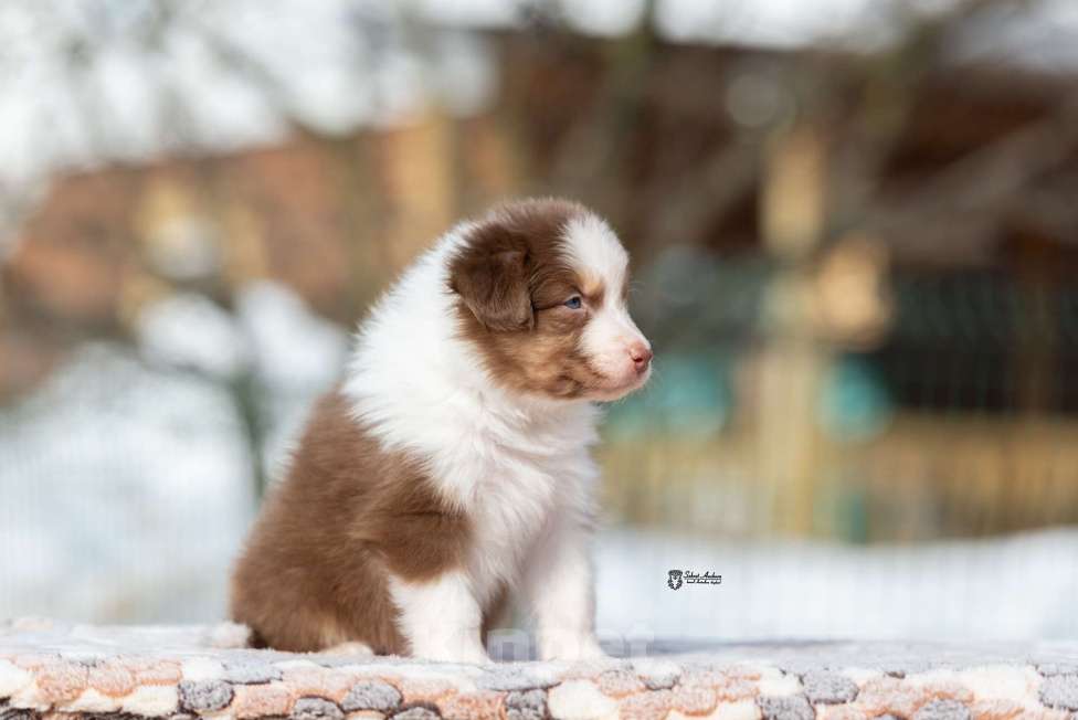 Собаки в Москве: Австралийская овчарка, щенок Мальчик, 70 000 руб. - фото 6