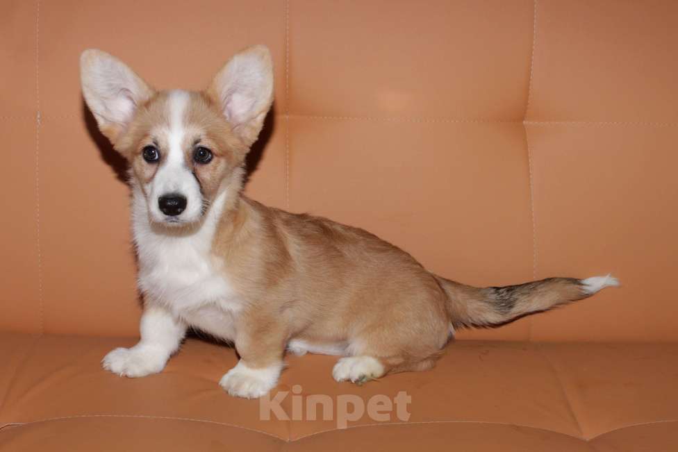 Собаки в Москве: Корги щенки рыжие девочки Девочка, 25 000 руб. - фото 4