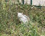 Кошки в Нижнем Новгороде: Потеряшка Мальчик, Бесплатно - фото 1