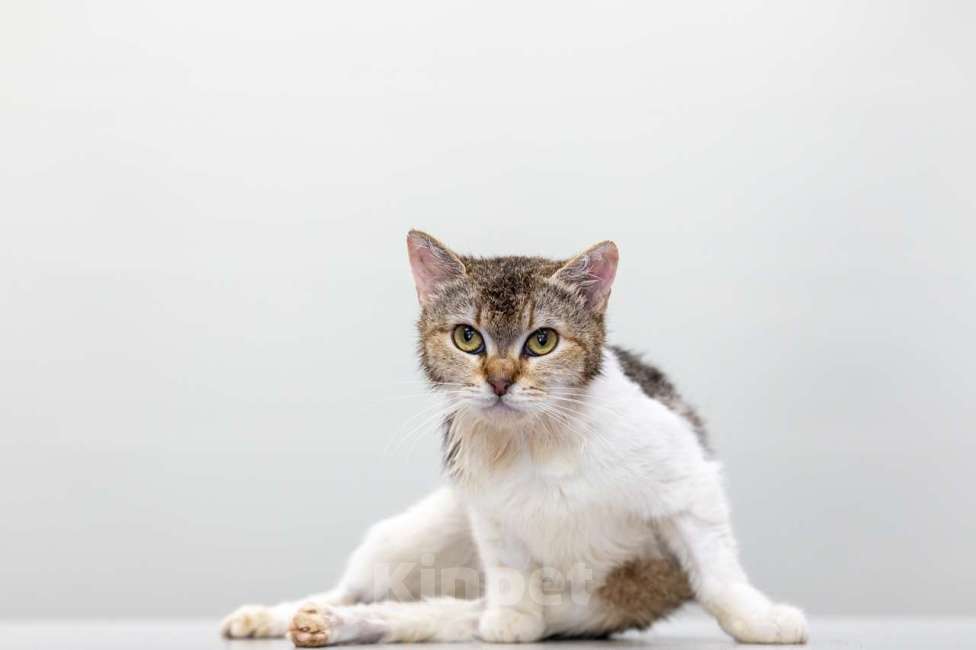 Кошки в Москве: Фрейя Девочка, Бесплатно - фото 4