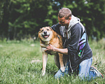 Собаки в Москве: Чудесный пес в добрые руки, Бесплатно - фото 1