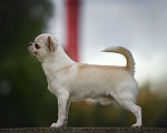 Собаки в Воронеже: Кобель чихуахуа вязка Мальчик, 1 руб. - фото 1