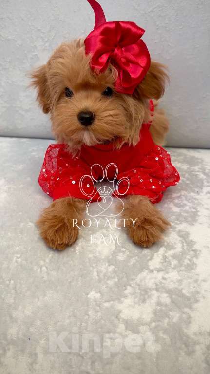 Собаки в Москве: Мини девочка мальтипу F1 Royalty Fam Isabell Девочка, Бесплатно - фото 5