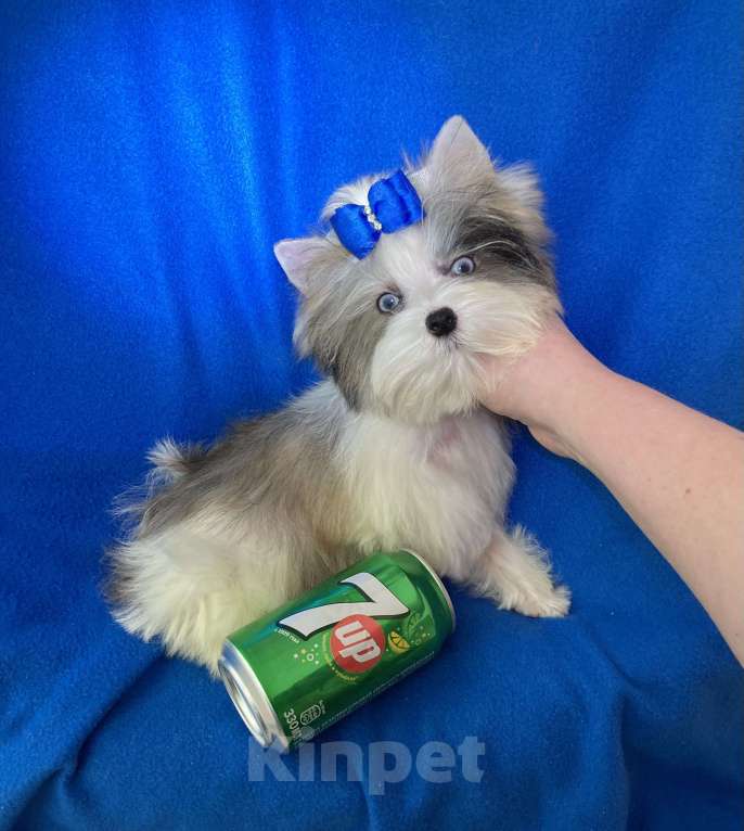 Собаки в Москве: Йорк с двумя синими глазами мини мальчик бэби фейс Мальчик, 130 000 руб. - фото 6