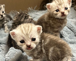 Кошки в Чебоксарах: Котята  Девочка, 4 500 руб. - фото 3