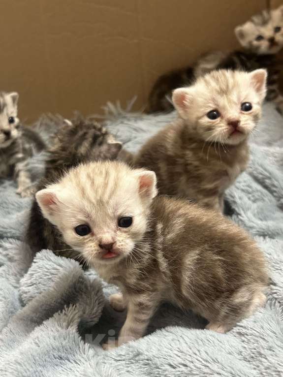 Кошки в Чебоксарах: Котята  Девочка, 4 500 руб. - фото 3