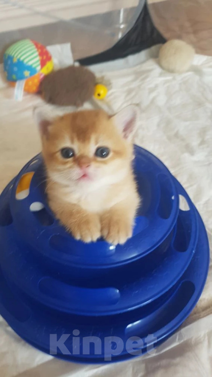 Кошки в Можайске: Котята Скоттиш фолд/страйт Разнополые, Бесплатно - фото 1