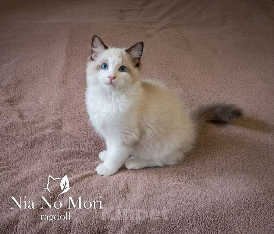 Кошки в Москве: Котёнок породы Рэгдолл - Brain Мальчик, 65 000 руб. - фото 4