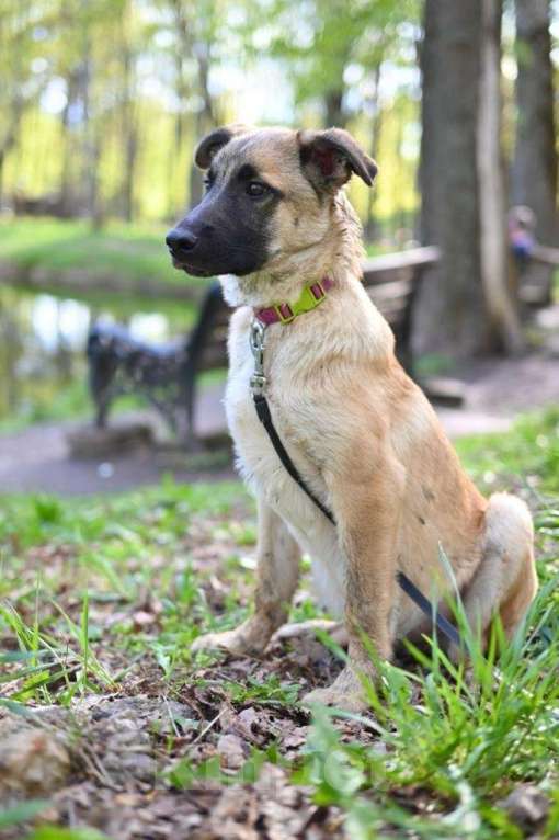 Собаки в Москве: Щенок Балу снова оказался в приюте после дома Мальчик, 10 руб. - фото 3
