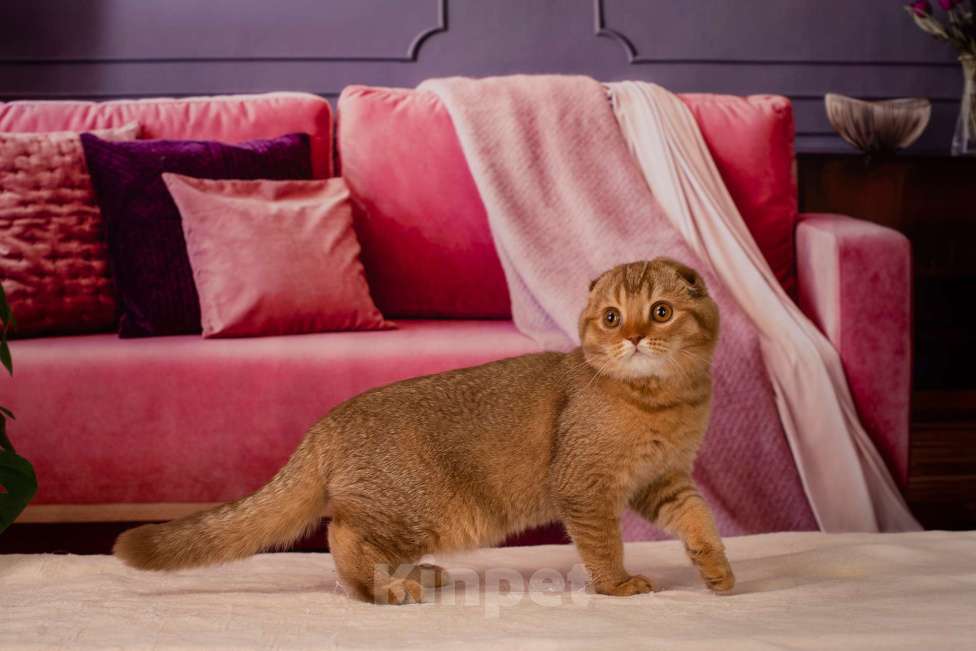 Кошки в Санкт-Петербурге: Шотландский вислоухий котенок  Мальчик, Бесплатно - фото 2