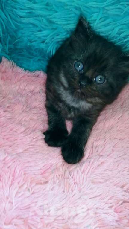 Кошки в Москве: Шотландские котята хайленд Мальчик, 5 000 руб. - фото 8