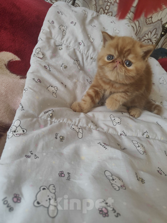 Кошки в Челябинске: Котёнок экзот Мальчик, 39 000 руб. - фото 4