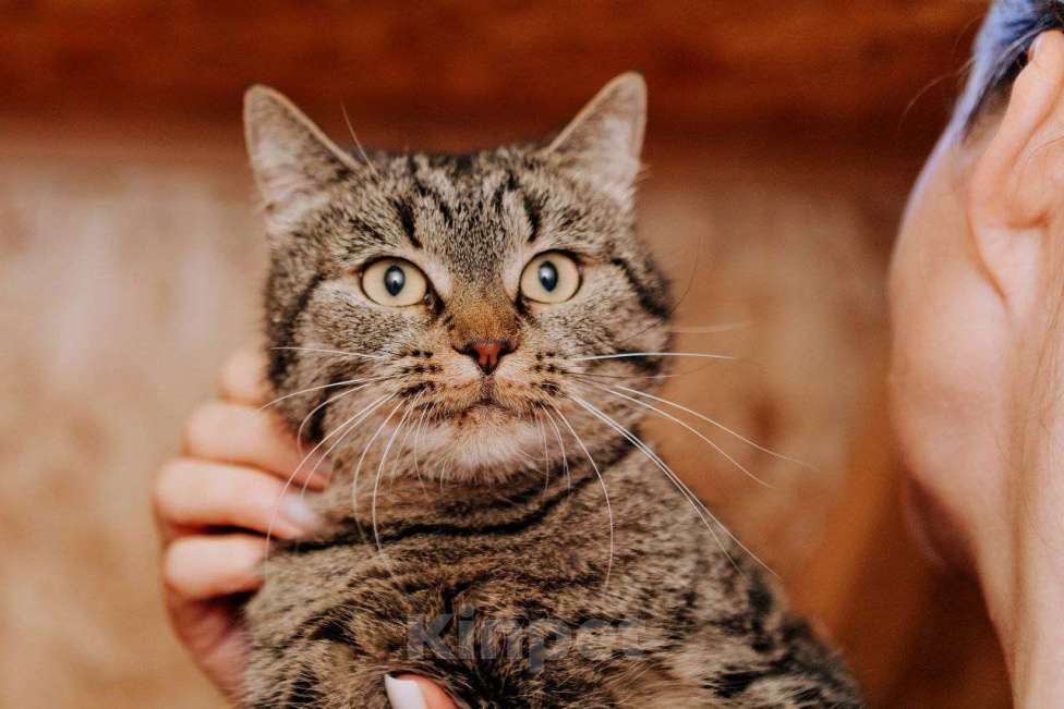 Кошки в Москве: Молодая ласковая Мирочка ищет дом Девочка, Бесплатно - фото 6