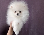 Собаки в Северске: Продается померанский шпиц Девочка, 35 000 руб. - фото 2