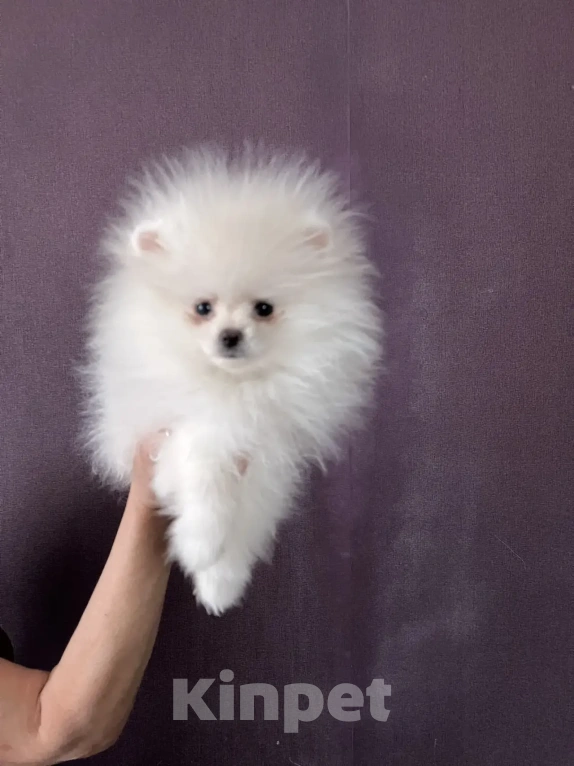 Собаки в Северске: Продается померанский шпиц Девочка, 35 000 руб. - фото 2