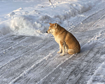 Собаки в Москве: Пропала собака Девочка, Бесплатно - фото 7