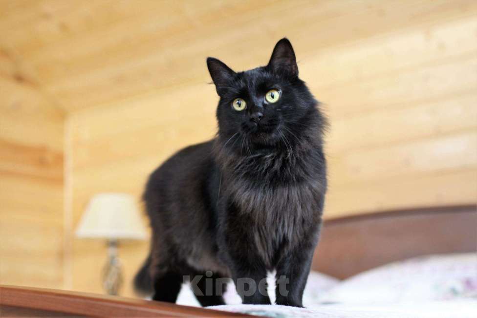 Кошки в Ливны: Пушистая черная кошка красавица 1 год, Бесплатно - фото 1