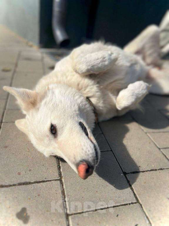 Собаки в Москве: собака Вита ищет дом Девочка, Бесплатно - фото 3