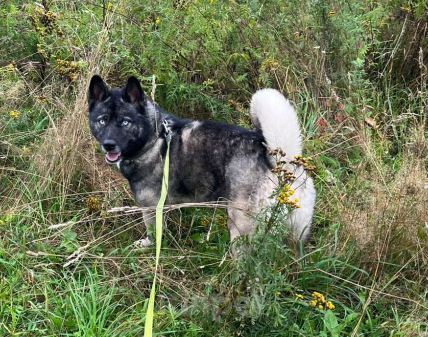 Собаки в других городах Ленинградской области: Шикарная девочка метис Девочка, Бесплатно - фото 2