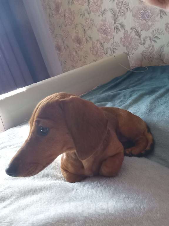 Собаки в Санкт-Петербурге: Такса щенок Девочка, 20 000 руб. - фото 1