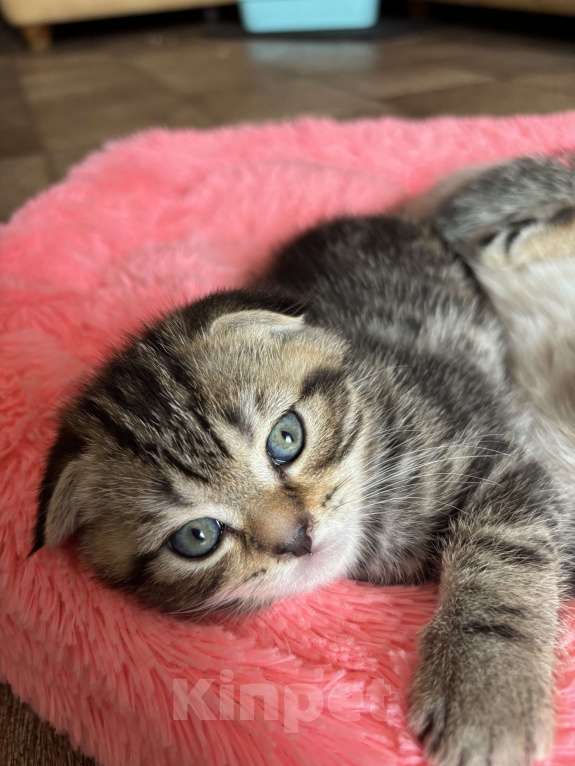 Кошки в Ульяновске: Шотландские вислоухие девочки  Девочка, 4 000 руб. - фото 2