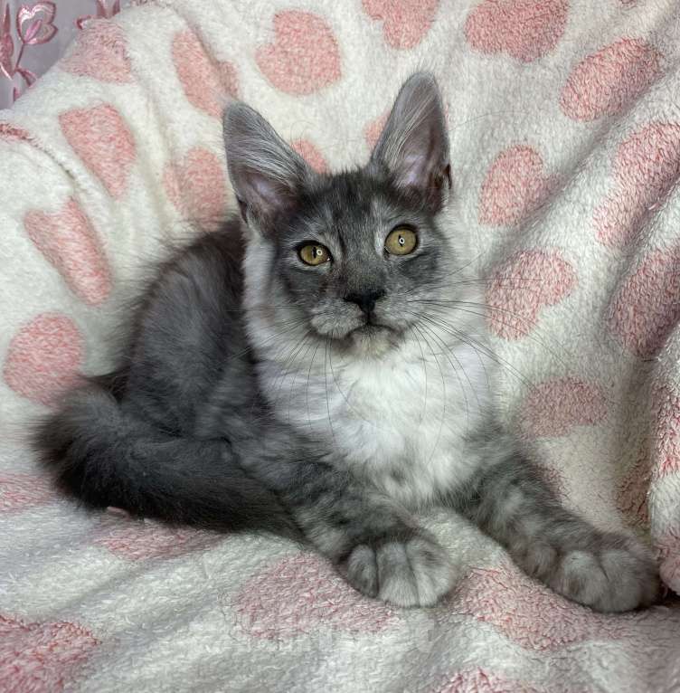 Кошки в Дмитрове: Черная дымчатая девочка мейн кун Adel Девочка, 20 000 руб. - фото 5