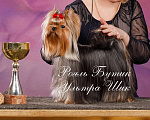 Собаки в Москве: Молодой мальчик для вязки. Мальчик, 15 000 руб. - фото 1