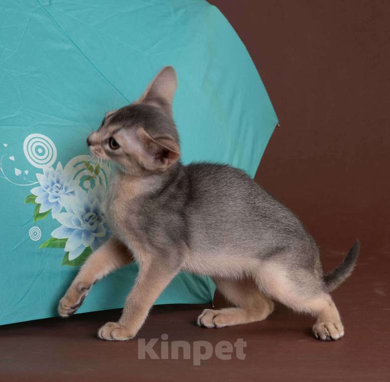 Кошки в Екатеринбурге: Абиссиннский котёнок Wild siblings' Droplet - ручная ласкуша! Девочка, Бесплатно - фото 6