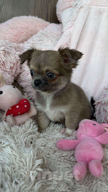 Собаки в Томске: Щенок чихуахуа девочка д/ш одна лапка белая Девочка, 35 000 руб. - фото 7