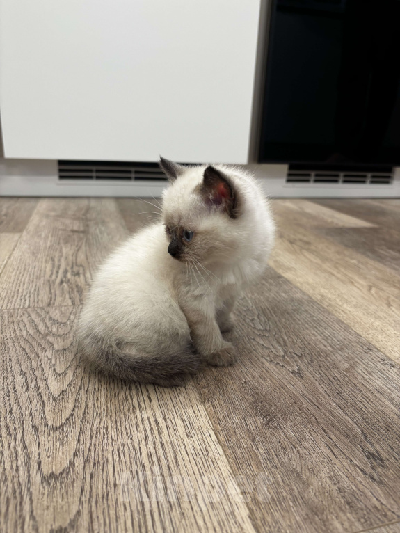 Кошки в Москве: Котёнок Гав  Девочка, Бесплатно - фото 3