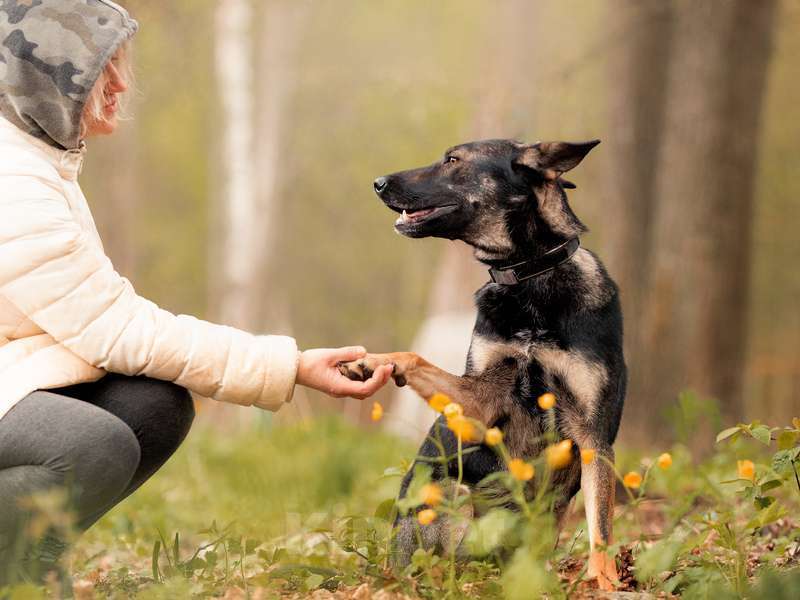 Собаки в Москве: Овчарка Глория в добрые руки Девочка, Бесплатно - фото 7