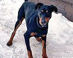 Собаки в Москве: Молодой домашний пес Гесс породы доберман в добрые руки Мальчик, 10 руб. - фото 3