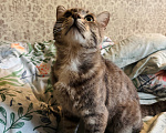Кошки в Санкт-Петербурге: Серый котик в добрые руки Мальчик, Бесплатно - фото 3