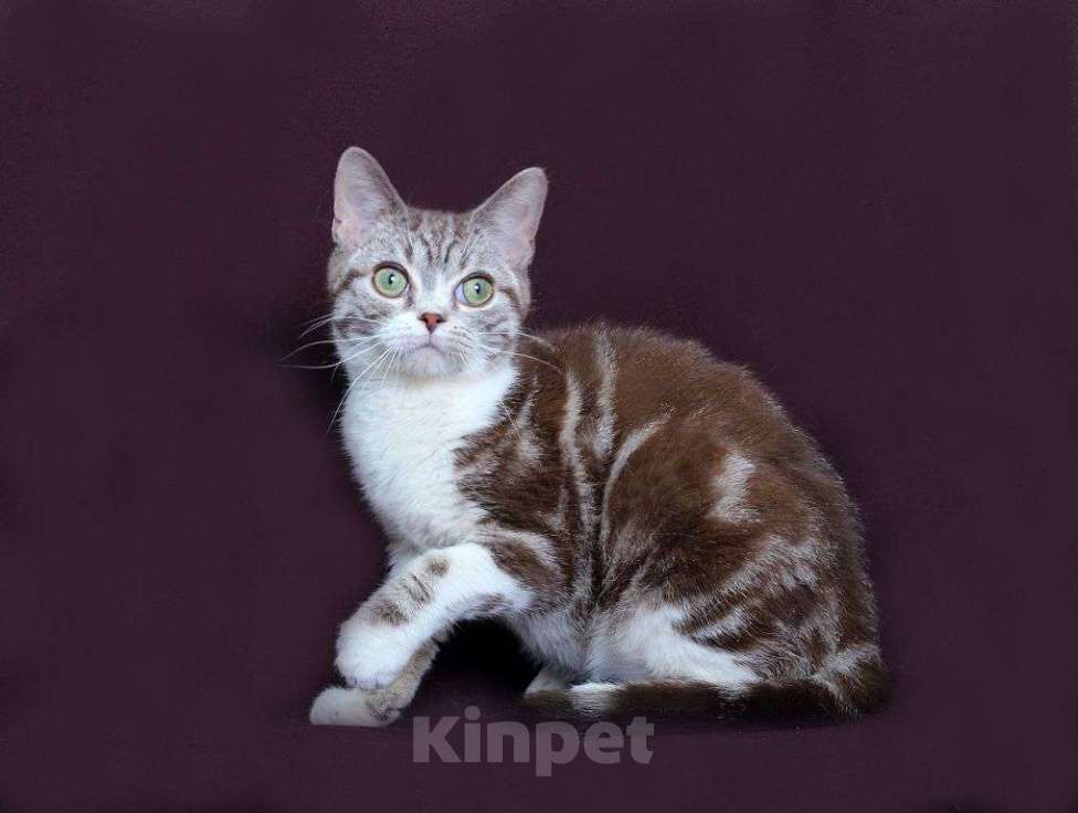 Кошки в Москве: Американский короткошерстный котёнок Мальчик, 60 000 руб. - фото 3