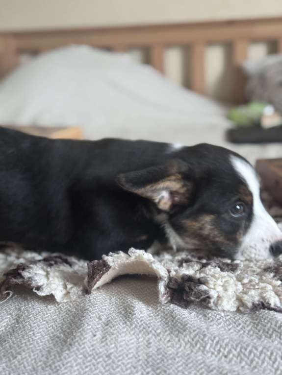 Собаки в Курске: Вельш корги кардиган Мальчик, 50 000 руб. - фото 3