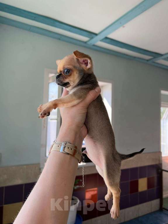 Собаки в Тюмени: Чихуахуа  Мальчик, 20 000 руб. - фото 3